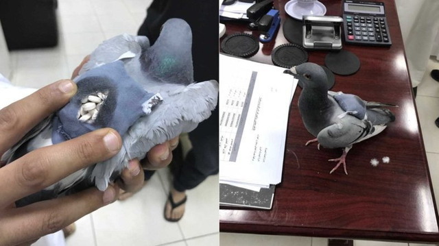 違法薬物を輸送する鳩