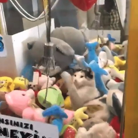 ネコとUFOキャッチャー_3