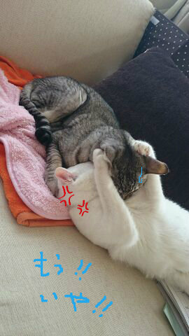 BlogPaint