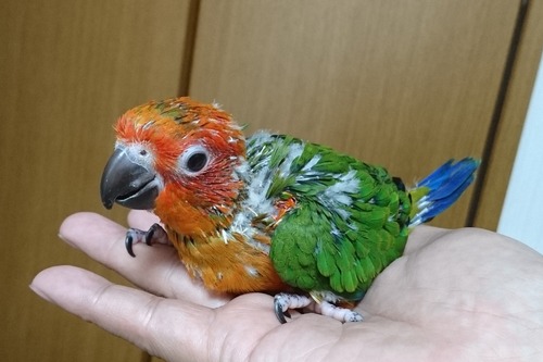 メス