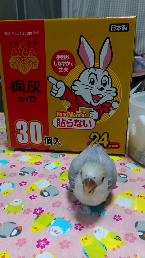 IMAG3920