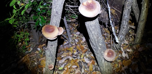 20181205_173525