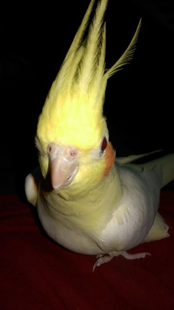 IMAG3108