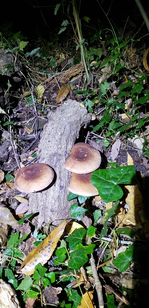 20181113_173033