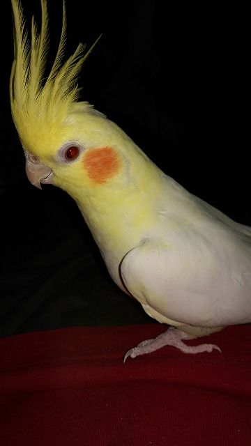 IMAG3109