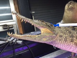 シャムワニ剥製140センチ入荷 : 大型熱帯魚屋 ZEEBRA