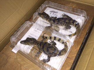 メガネカイマンベビー入荷 : 大型熱帯魚屋 ZEEBRA