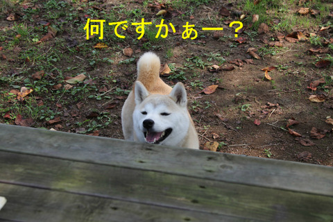 BlogPaint