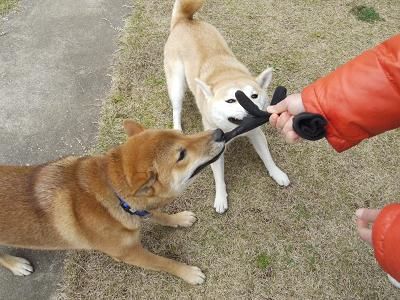 柴ワン警備保障訓練