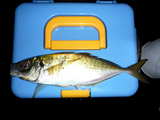 aji200910037