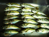 aji200910031