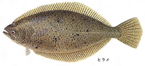 ひらめ