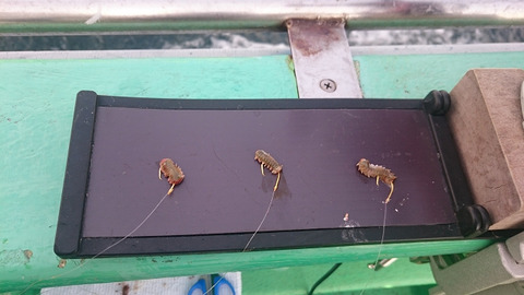 resize8415