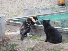 resize16135