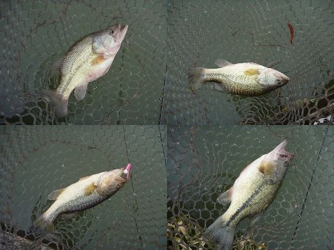 20120226pal01