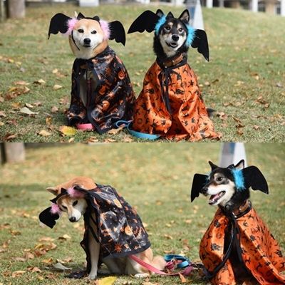 こうもり