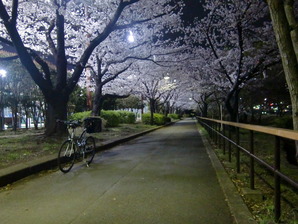 猿江公園夜桜1