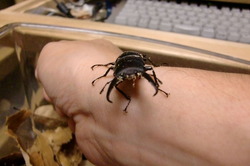 コクワガタ?