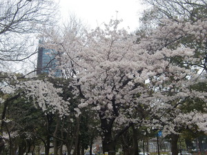 芝公園桜
