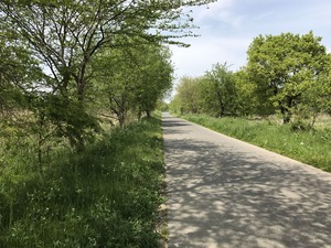 遊水池の中の道