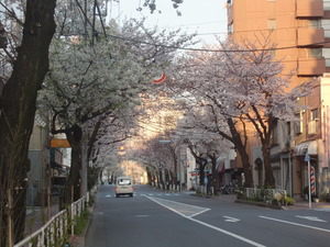 常盤桜並木