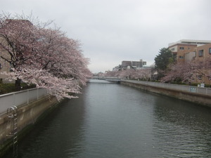 大横川さくら1