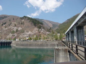 山桜