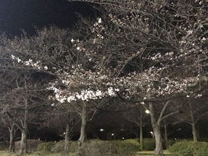 咲きはじめ2