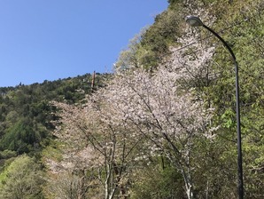 桜吹雪