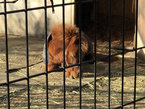 何故かちび馬