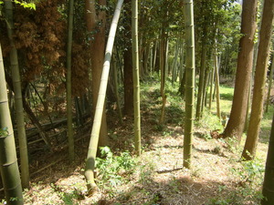 岡見城址2