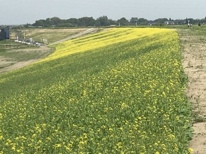 黄色い絨毯
