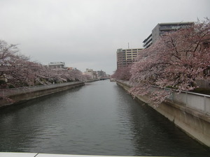 大横川さくら2
