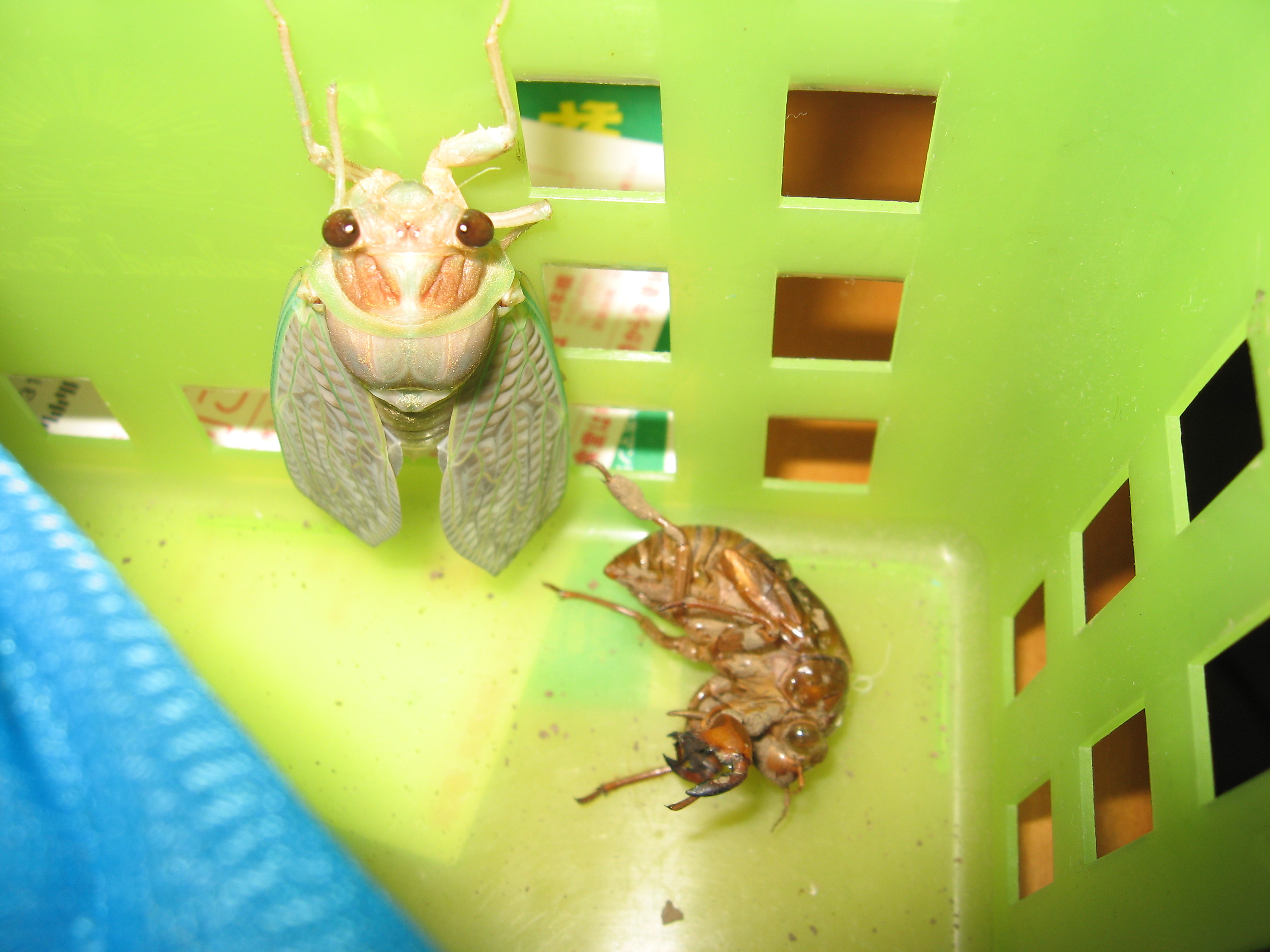セミのふ化