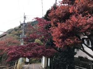 大山ケーブルカー山麓駅から