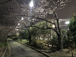 サクラ4