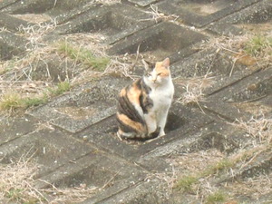 宮沢の猫
