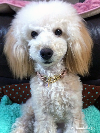 rinchan1
