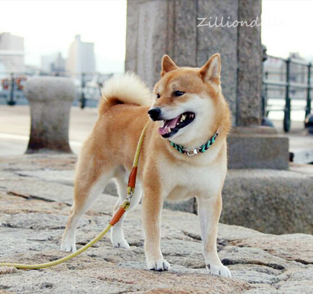 huutachan2