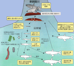 シシャモの一生