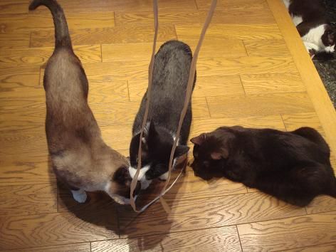 ココアのだったのに