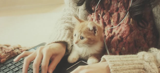 gravitycat