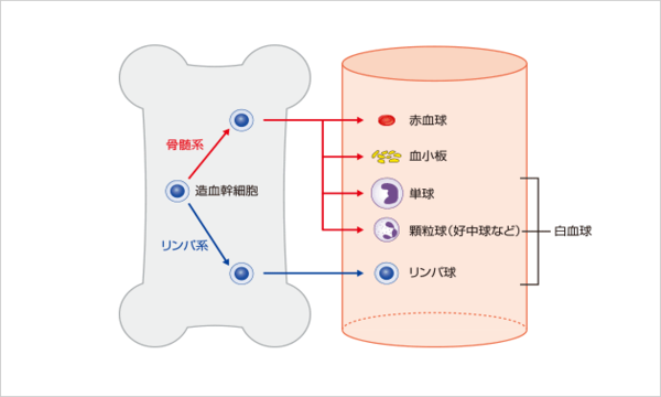 性 白血病 球 急性 前 有名人 骨髄