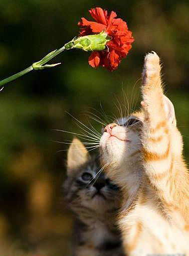 可愛い猫画像ブログ(664)