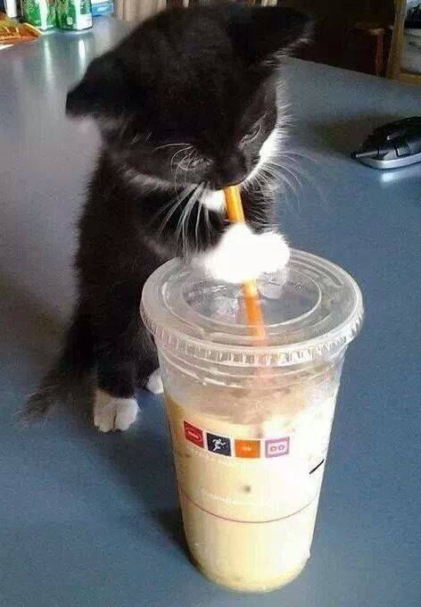 可愛い猫画像ブログ(1270)