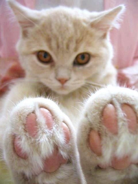可愛い猫画像ブログ(1027)