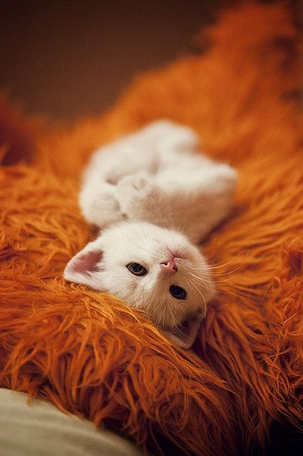 可愛い猫画像ブログ(1055)
