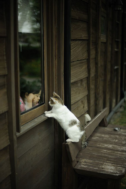 可愛い猫画像ブログ(755)