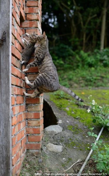 可愛い猫画像ブログ(766)
