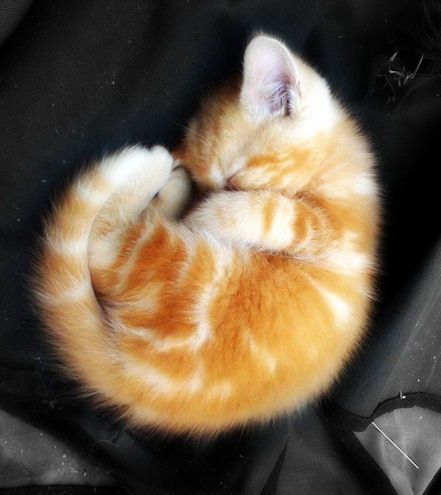 可愛い猫画像ブログ(1276)